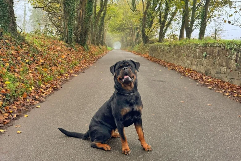 Rottweiler