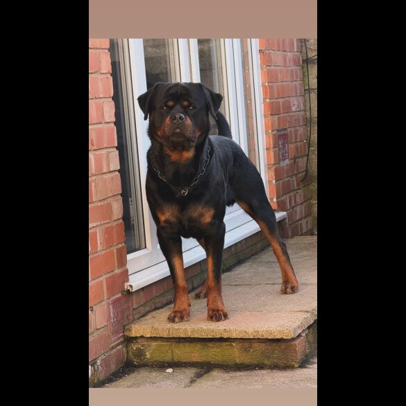 Rottweiler