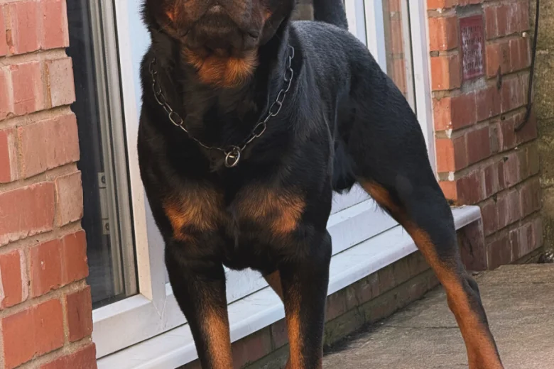Rottweiler
