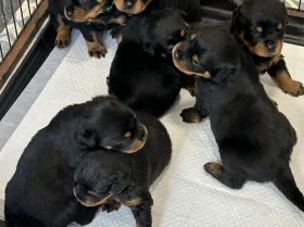 Rottweiler