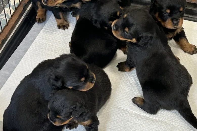 Rottweiler