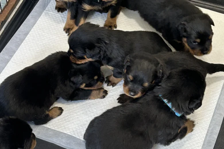 Rottweiler