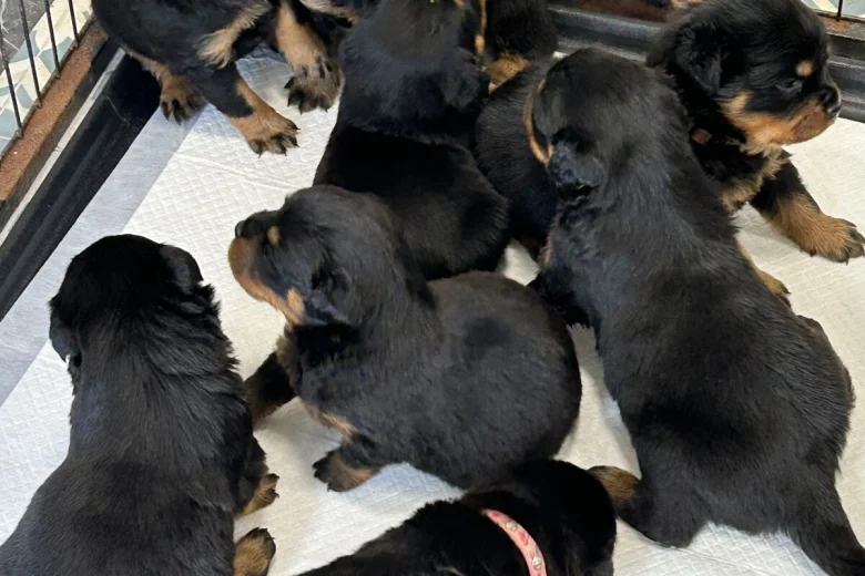 Rottweiler