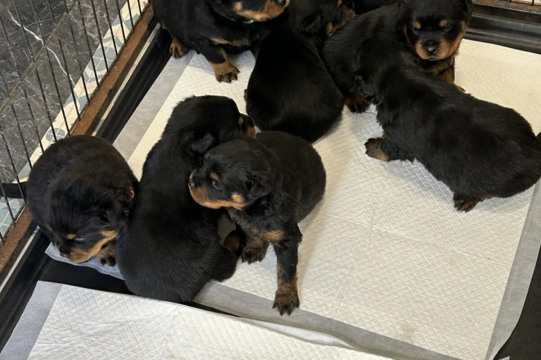Rottweiler