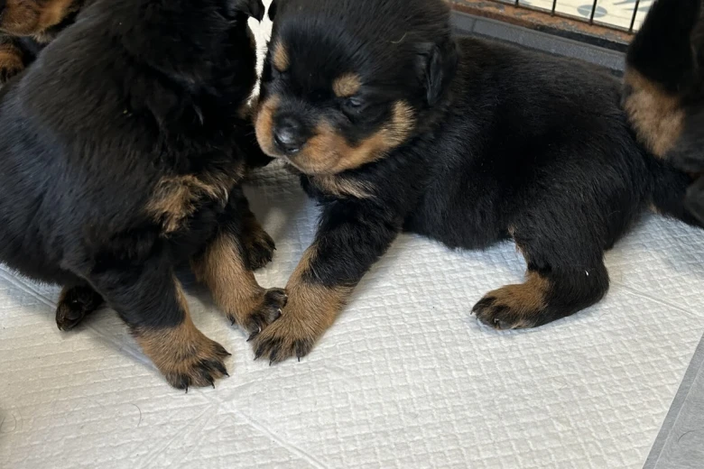 Rottweiler