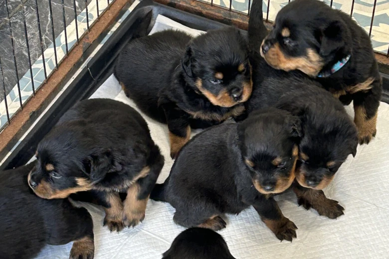 Rottweiler