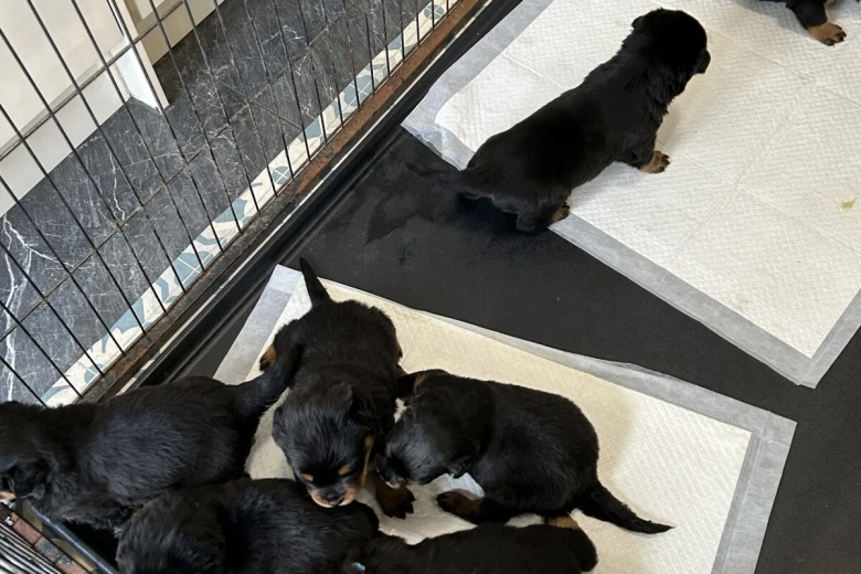 Rottweiler