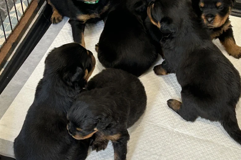 Rottweiler