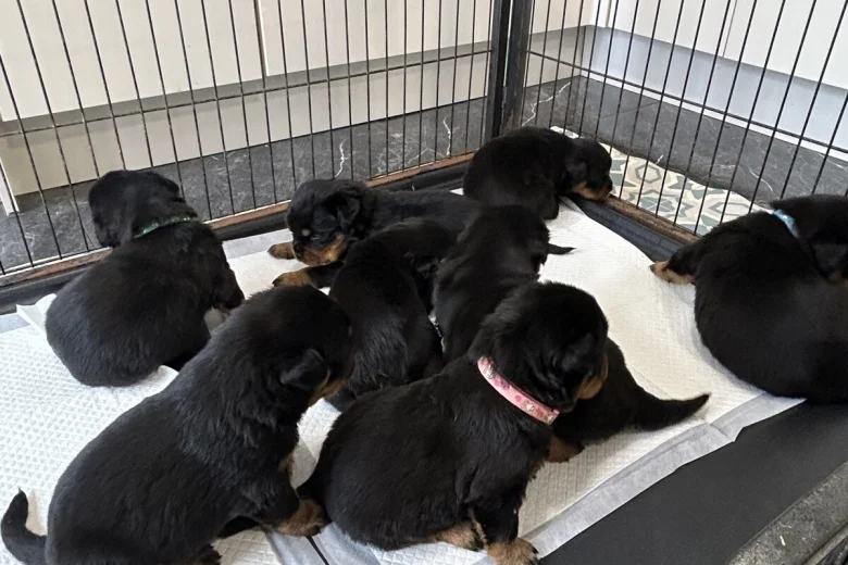 Rottweiler