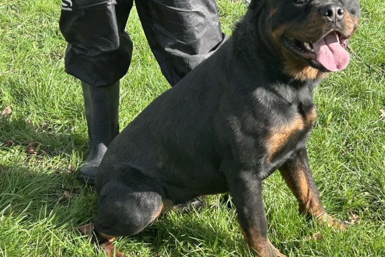 Rottweiler