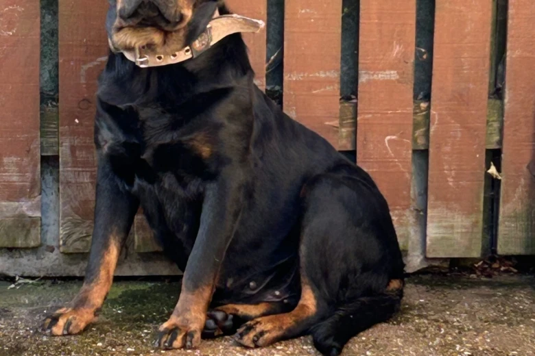 Rottweiler