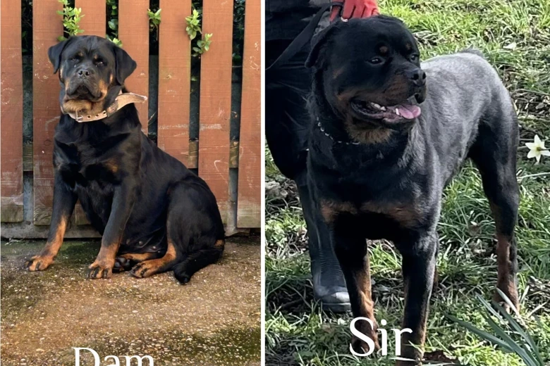 Rottweiler