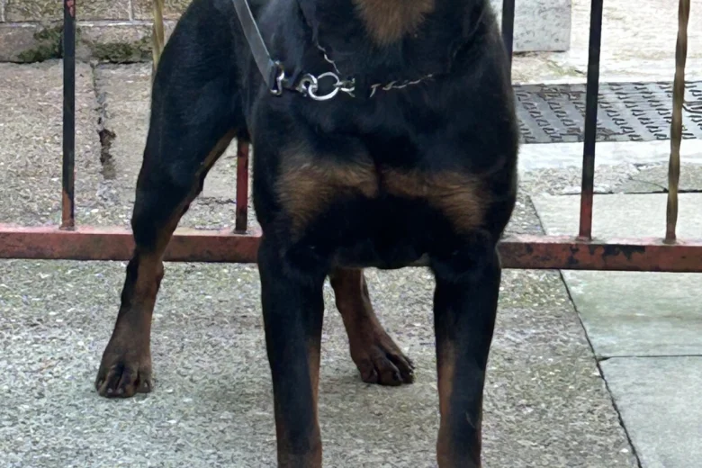 Rottweiler