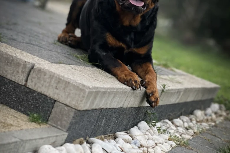 Rottweiler