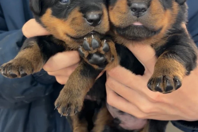 Rottweiler