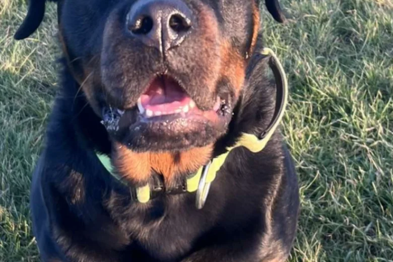 Rottweiler