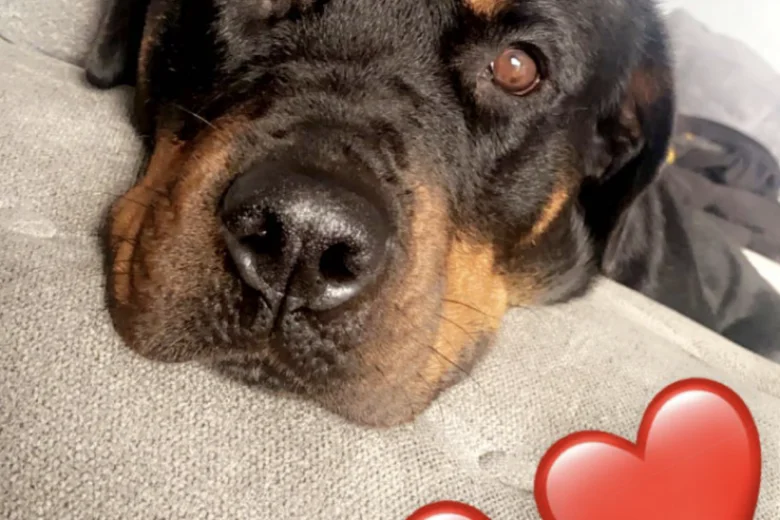 Rottweiler