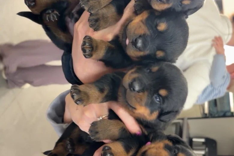 Rottweiler
