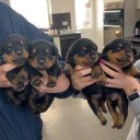 Rottweiler