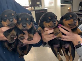 Rottweiler