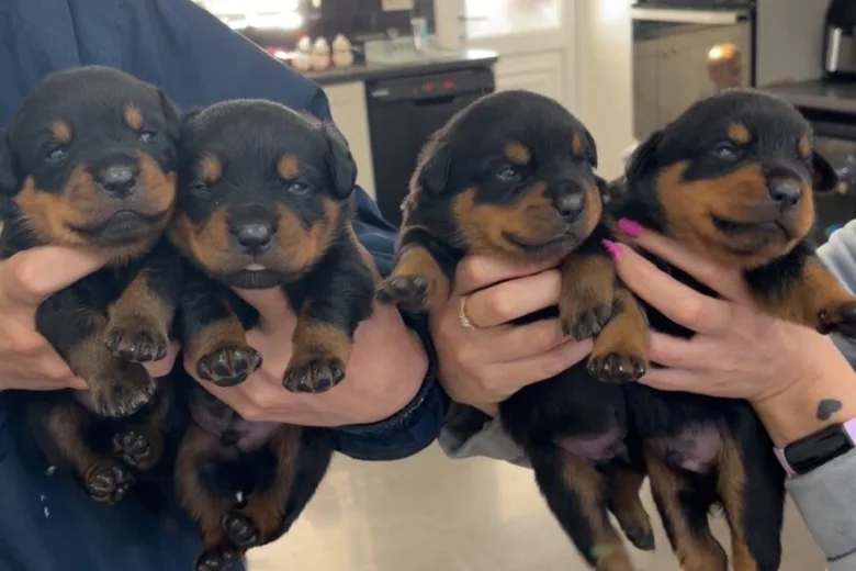 Rottweiler