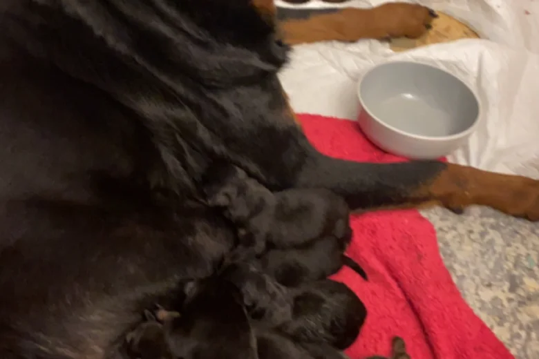 Rottweiler