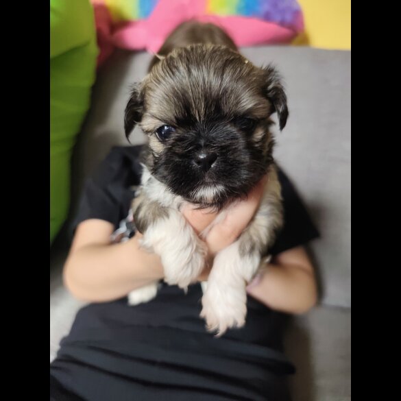 Shih Tzu