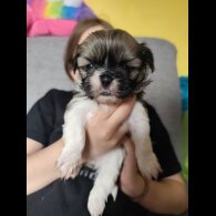 Shih Tzu