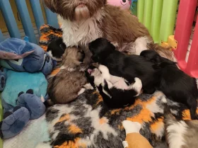 Shih Tzu