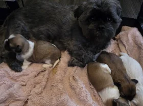Shih Tzu