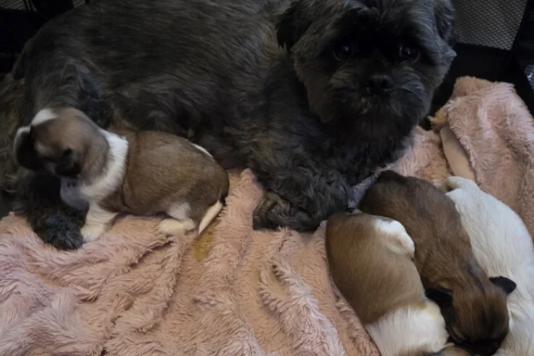 Shih Tzu