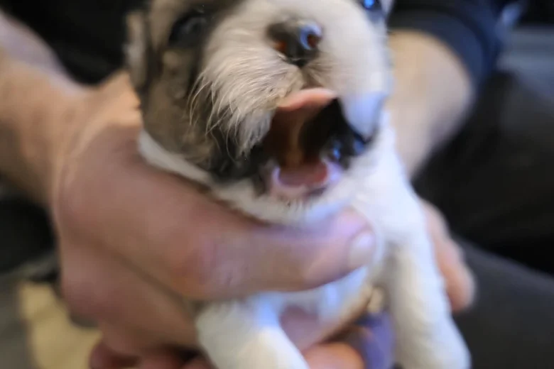 Shih Tzu