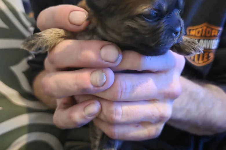 Shih Tzu