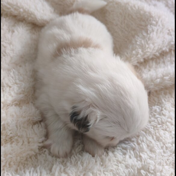 Shih Tzu