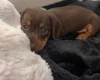 Dachshund (Miniature Smooth Haired)