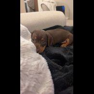 Dachshund (Miniature Smooth Haired)