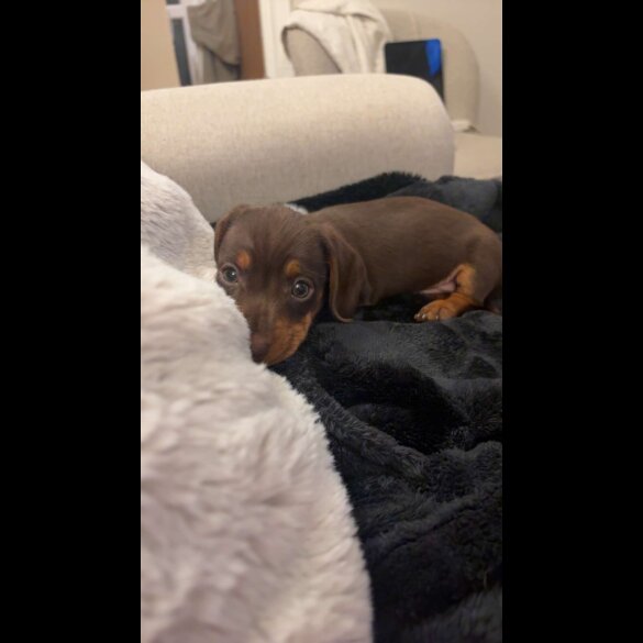 Dachshund (Miniature Smooth Haired)