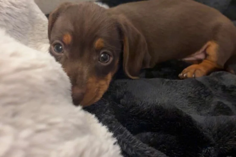 Dachshund (Miniature Smooth Haired)