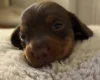 Dachshund (Miniature Smooth Haired)