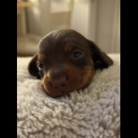 Dachshund (Miniature Smooth Haired)