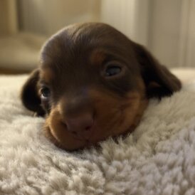 Dachshund (Miniature Smooth Haired)