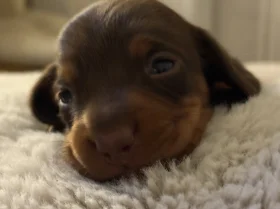 Dachshund (Miniature Smooth Haired)