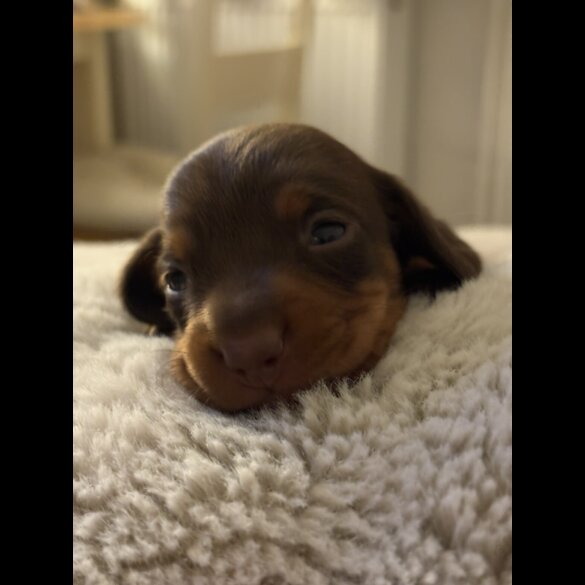 Dachshund (Miniature Smooth Haired)