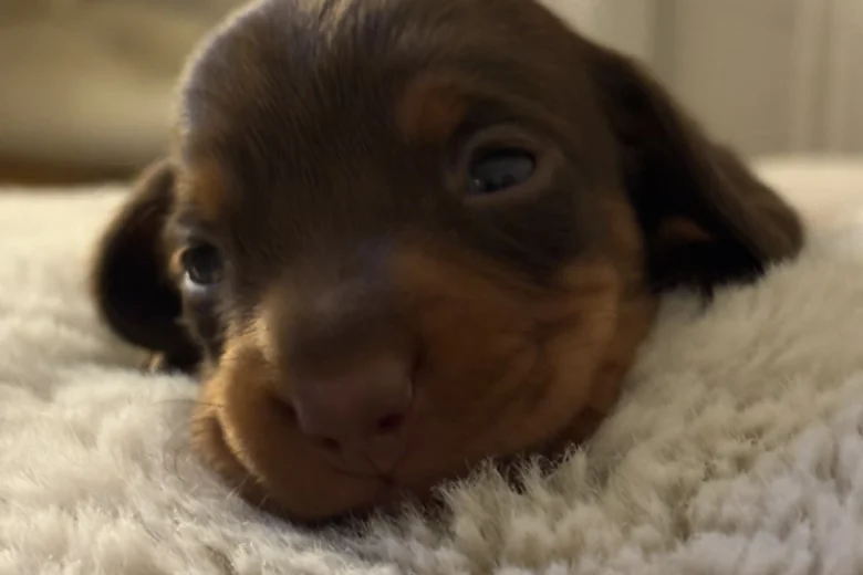Dachshund (Miniature Smooth Haired)