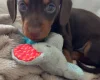 Dachshund (Miniature Smooth Haired)