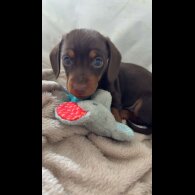 Dachshund (Miniature Smooth Haired)