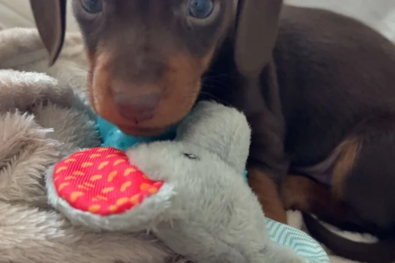 Dachshund (Miniature Smooth Haired)