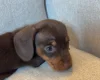 Dachshund (Miniature Smooth Haired)