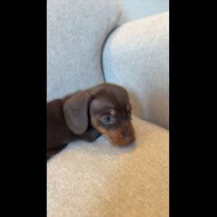 Dachshund (Miniature Smooth Haired)