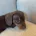 Dachshund (Miniature Smooth Haired)
